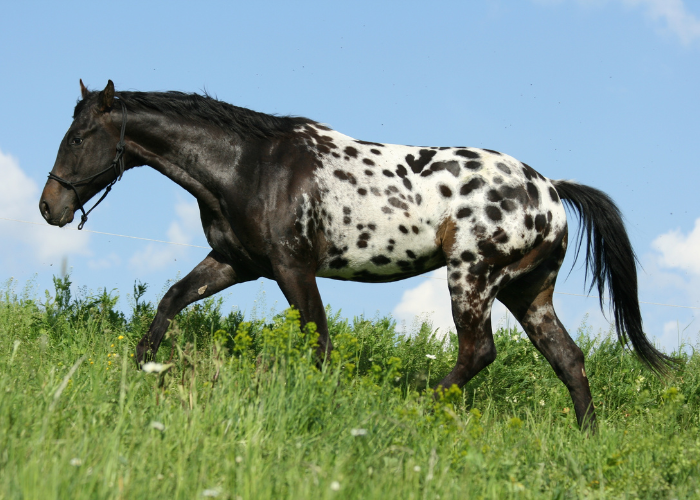 Appaloosa Pferd