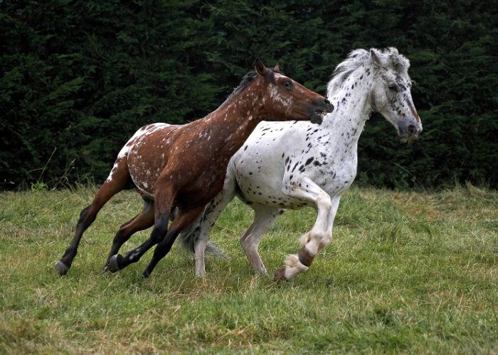 Appaloosa Pferde