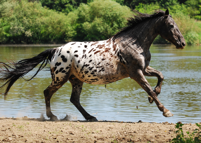 Indianisches Pferd.