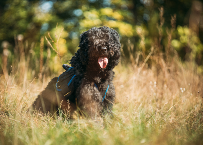 Ein Bouvier des Flandres, der nicht geschoren wird, wächst schnell nach.