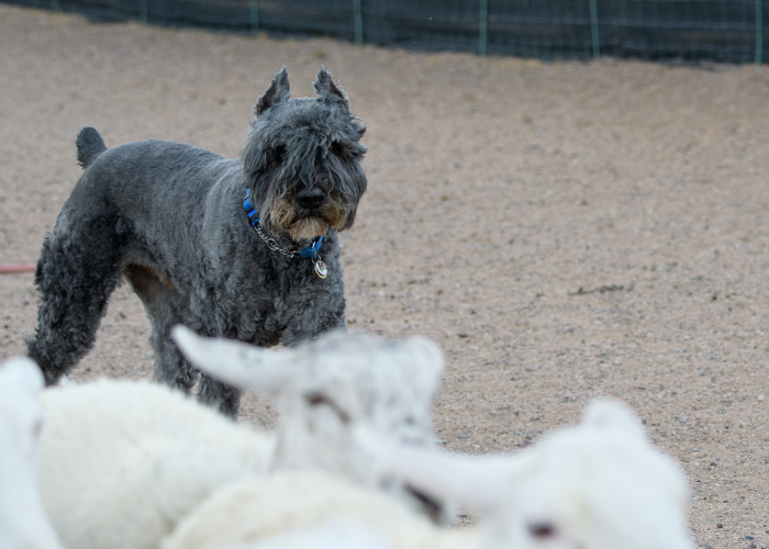Bouvier des Flandres getrimmt und geschoren.