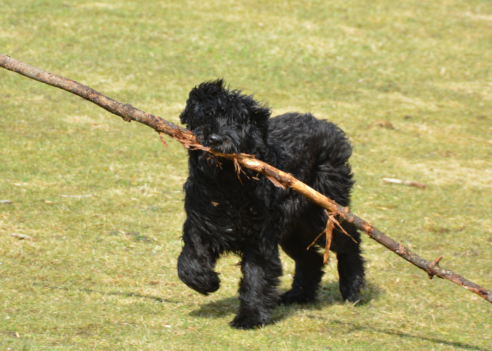 Spaß mit dem Bouvier des Flandres.