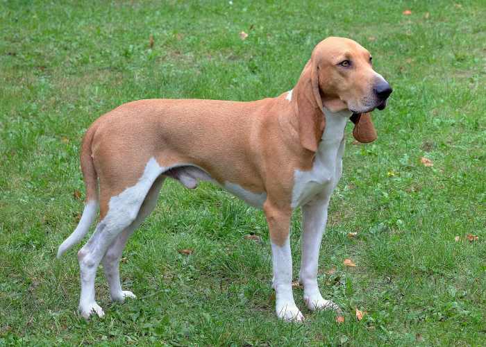 Der Jagdhund aus Schwyz.