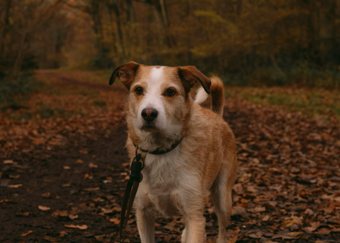 Der Kromfohrländer ist ein engagierter Familienhund.