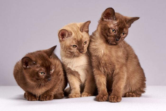 Burma-Katzen