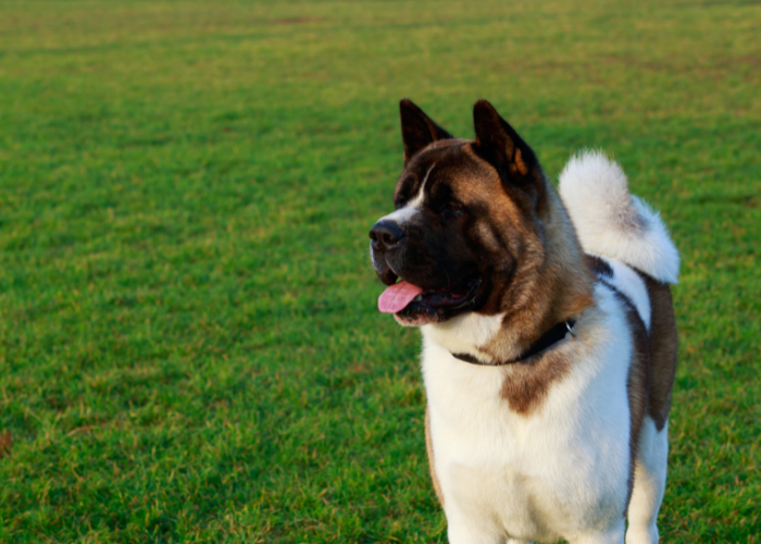 Weißer und brauner amerikanischer Akita.