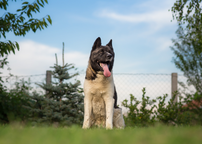 American Latin Akita.