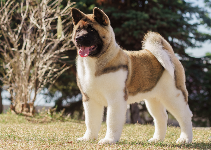 Amerikanischer Akita-Welpe.