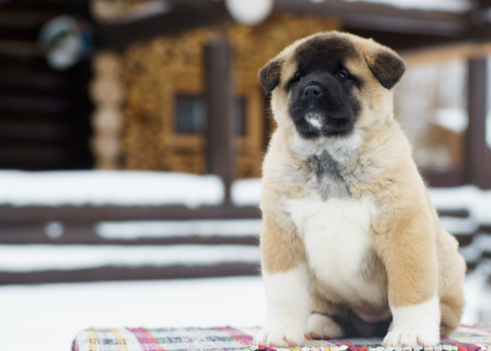 Amerikanischer Akita-Welpe.