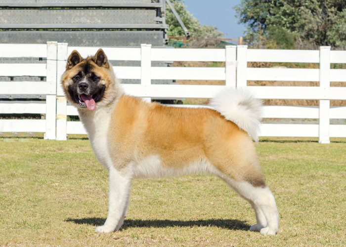 Amerikanischer Akita mit schwarzer Maske.