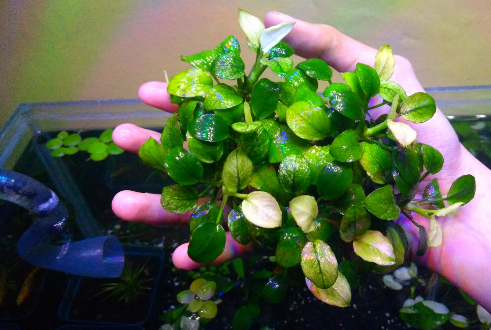Die Speerblätter (Anubias)