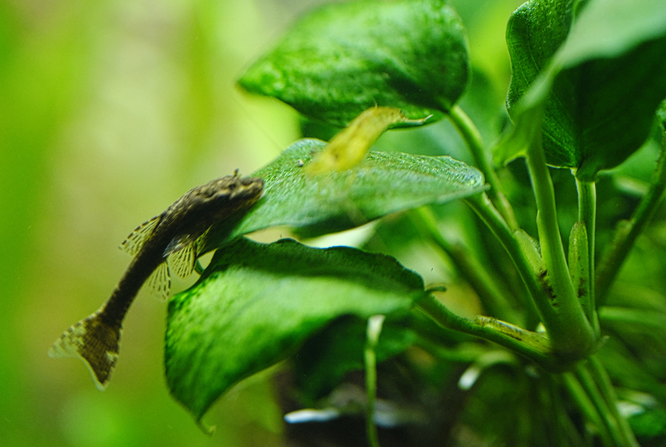 Algenfresser auf Anubias.