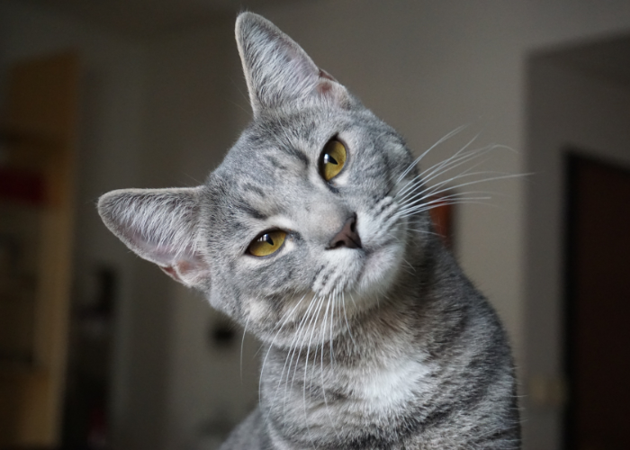 Furzen die Katzen?