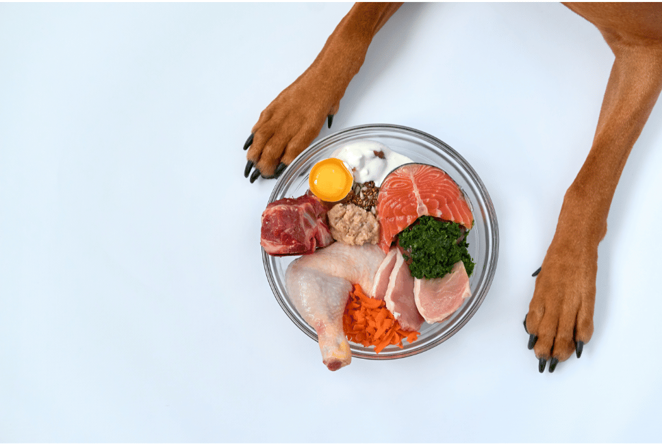 Die BARF-Ernährung für Hunde.