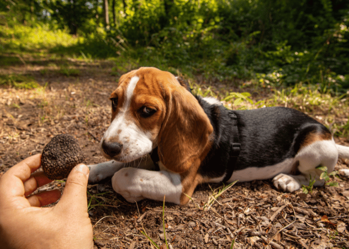Beagle, der Trüffelhund.