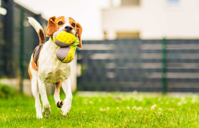Beagle Haus- und Hofhund