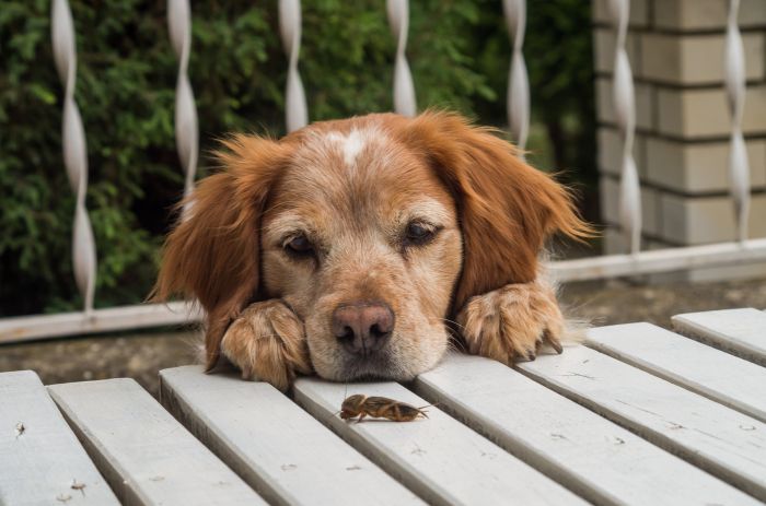 Ein Hund schaut ein Insekt an
