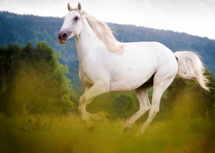 Lipizzaner Pferd 