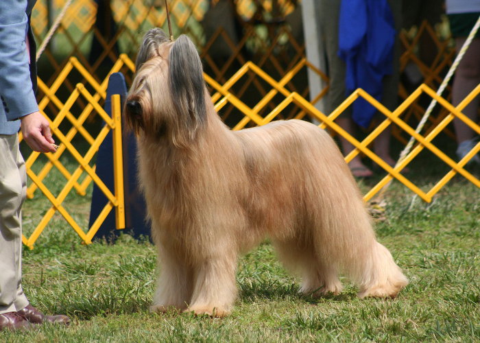 Französischer Schäferhund Briard auf einer Hundeausstellung.