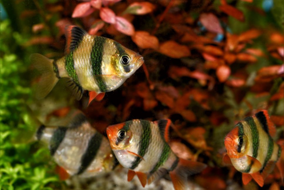Sumatra-Barbenfische im Aquarium