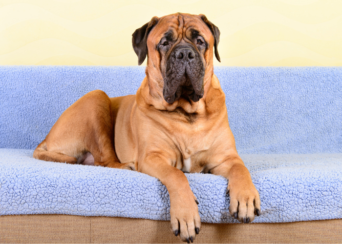 Bullmastiff auf dem Sofa.