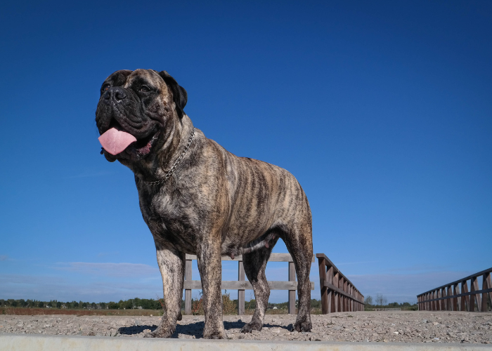 Gestromter Bullmastiff.