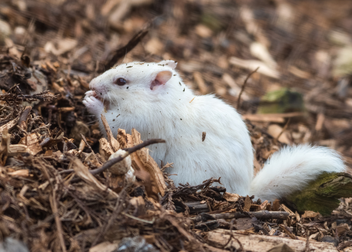 Albino-Streifenhörnchen