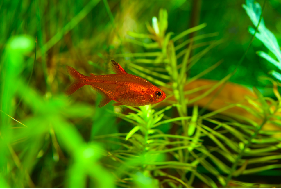 Der Funkensalmler in einem Aquarium.