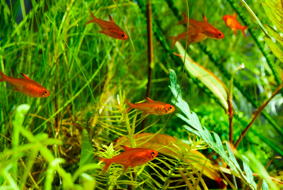 Die Funkensalmler in einem Süßwasseraquarium.