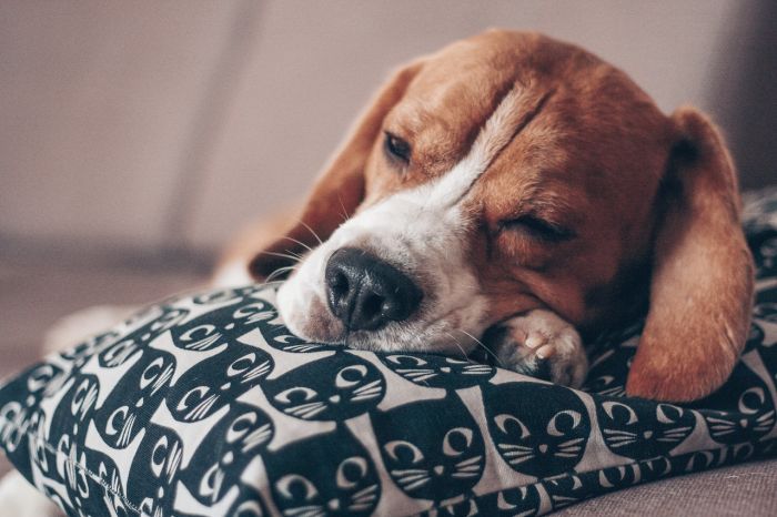 Der Beagle schläft auf seinem Bettchen.