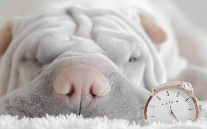 Shar Pei
