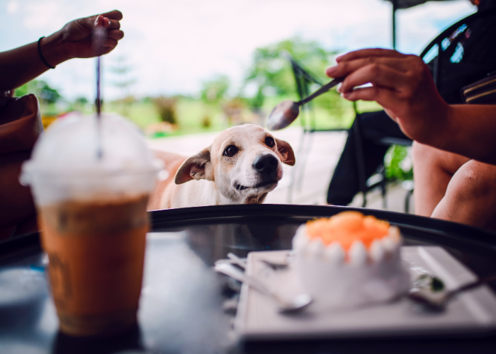 Darf ein Hund Schokolade essen? Auf keinen Fall!