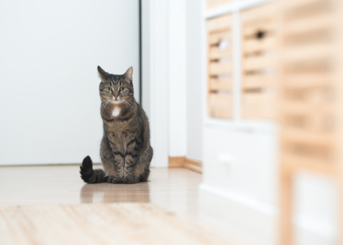 Ihre Katze muss zu Hause ausreichend beschäftigt und unterhalten werden, sonst gibt sie übermäßig Laute von sich und wird aggressiv.
