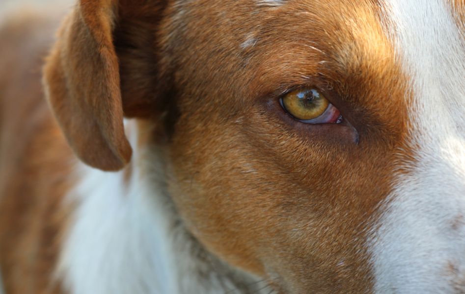 Das gereizte Auge des Hundes, die dritte Augenlid und das rote Augenweiß sind sichtbar.