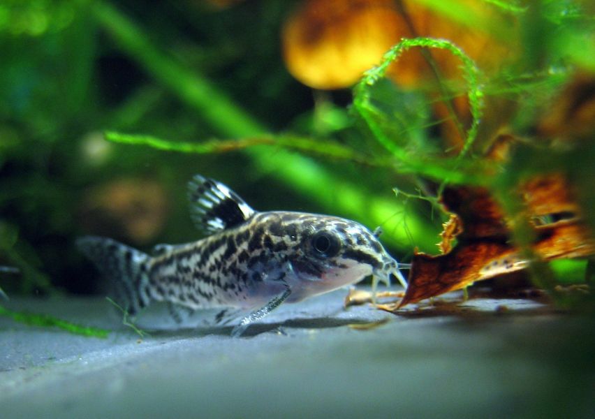Der Fisch schläft am Boden des Aquariums.