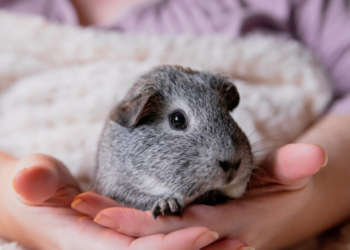 Ein Meerschweinchen, das auf dem Schoß gestreichelt wird.