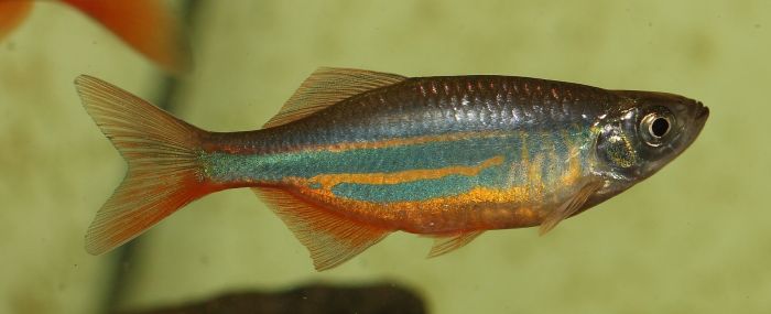 Gestreifter Danio-Fisch