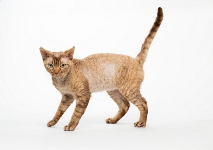 Devon rex katzenhund.