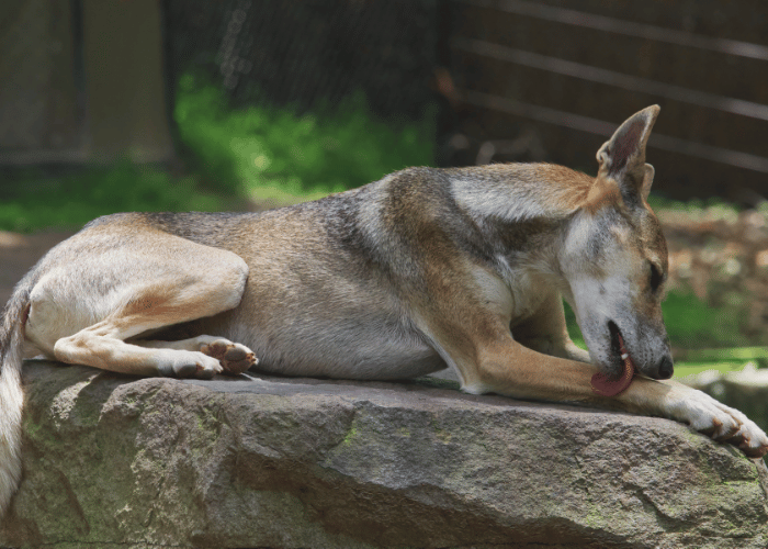 Dingo Hund