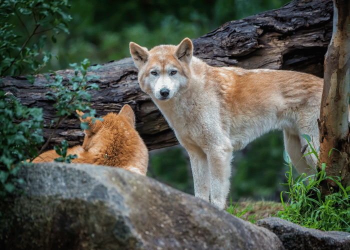 Dingo Hunde