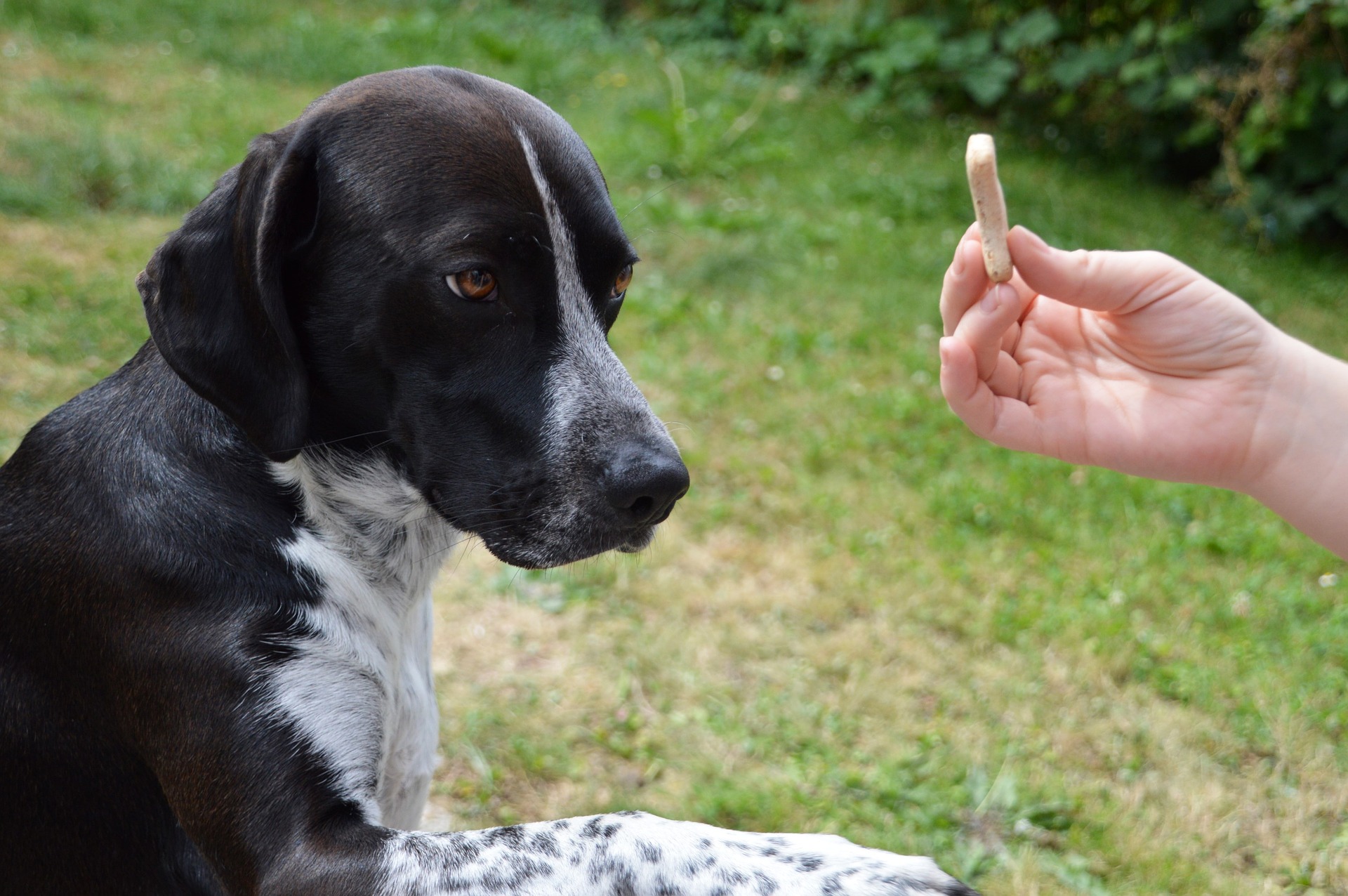 Um einem Hund bestimmte Befehle beizubringen, braucht man Geduld und Konsequenz. Auch Trainingssnacks sind hilfreich.