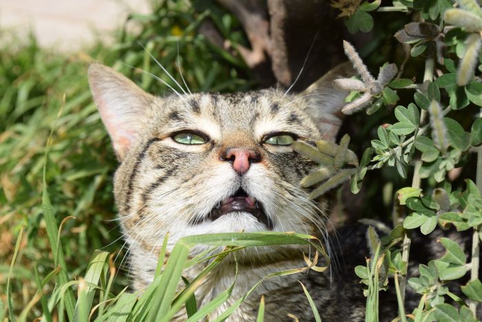 Die Katze hebt beim Flehmen-Reflex die Oberlippe, wodurch Luft in das Jacobsonsche Organ eindringt.