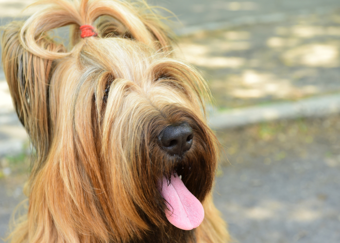 Französischer Schäferhund Briard mit einer Mähne auf dem Kopf.