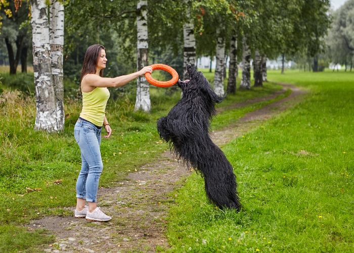Ein schwarzer Briard spielt mit einem Ring.