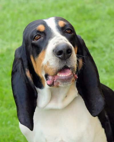 Berner Sennenhund