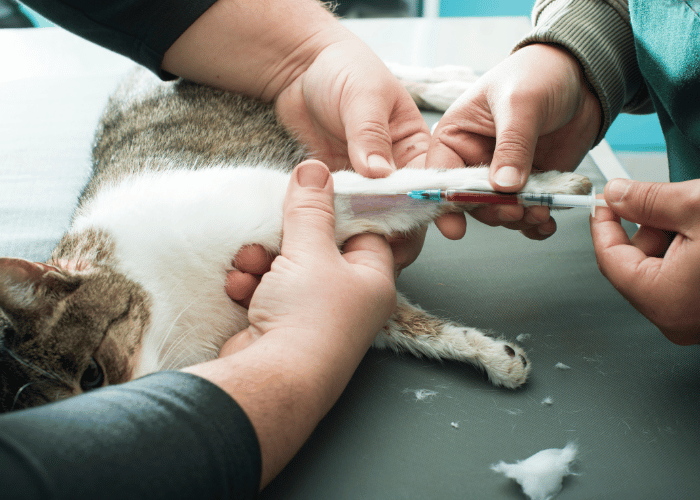 Blutgruppen bei Katzen.
