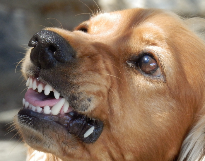 Ein Hund, der bereit ist zu beißen.