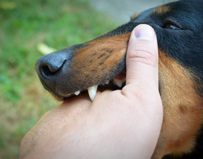 Der Hund beißt in die Hand.