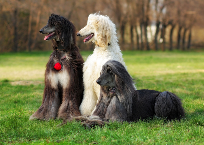 Afghanische Windhundezucht.