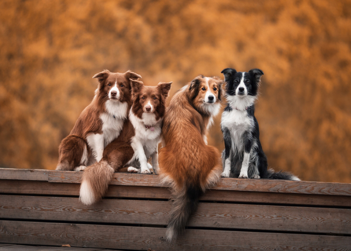 Züchter von Border Collie Hunden.